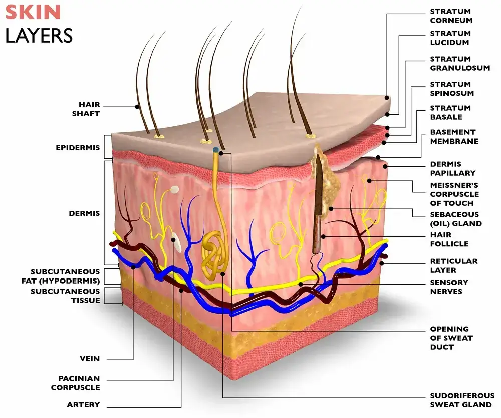 Naturopath for Integumentary System