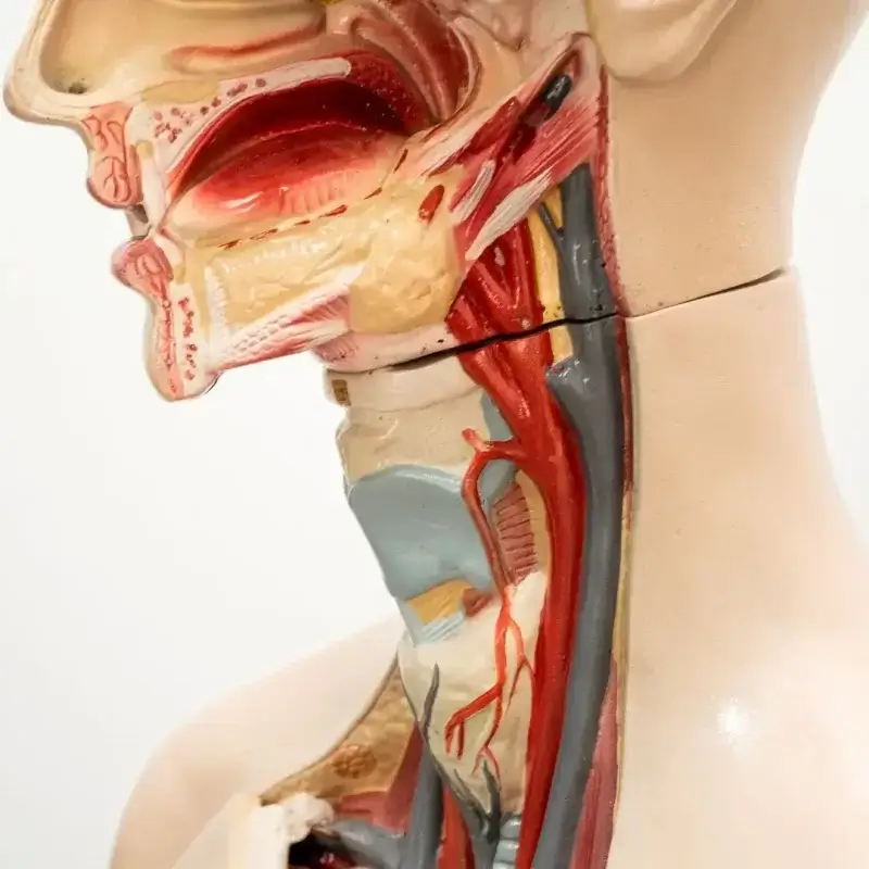 Ear, Nose and Throat Problems