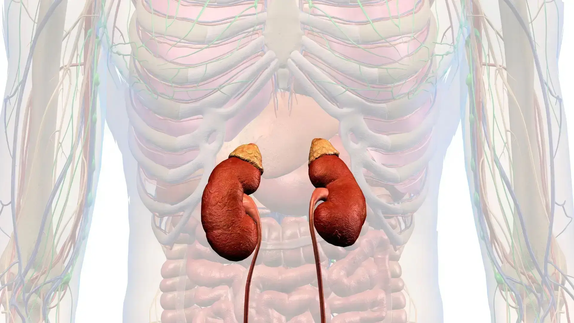 Naturopath for Adrenal Fatigue Syndrome