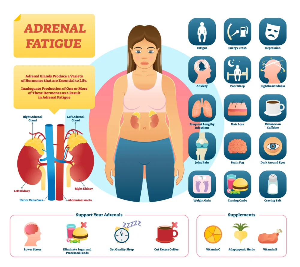 Indications of Adrenal Exhaustion as Recognized by a Naturopath