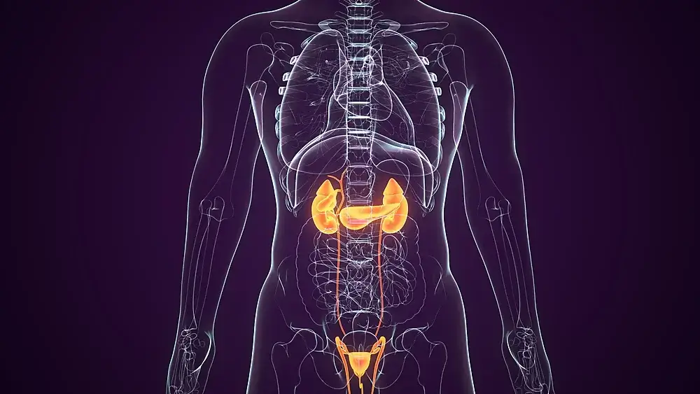 Read more about the article Genitourinary Problems