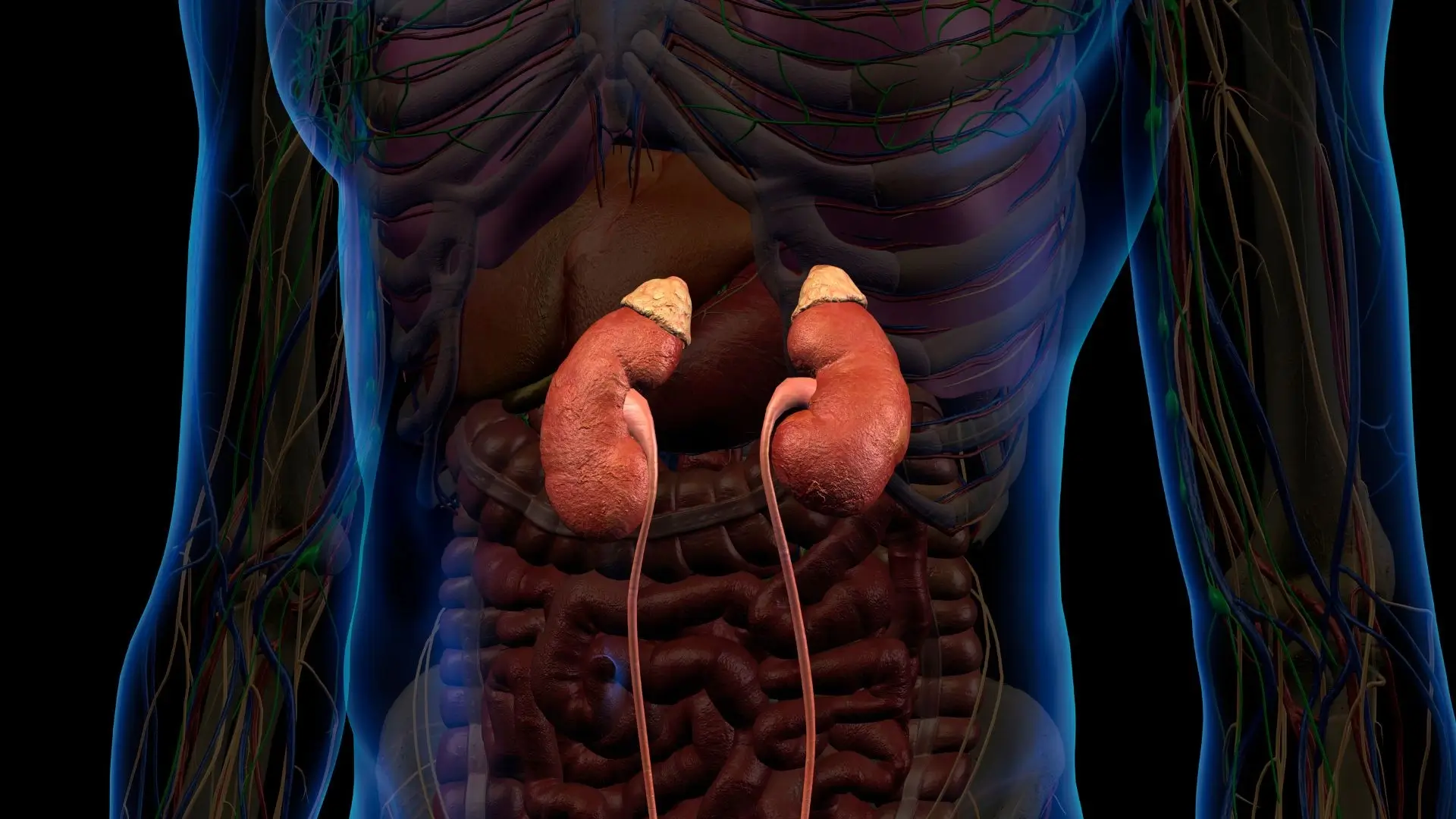 Genitourinary/Renal System Conditions