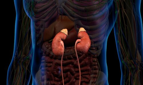 Genitourinary/Renal System Conditions