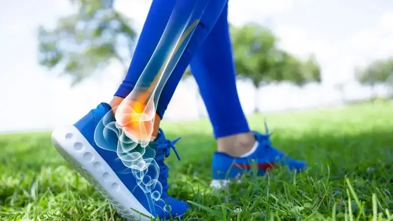 musculoskeletal system ankles 800x450 1